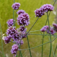 Argentinische Verbene Samen