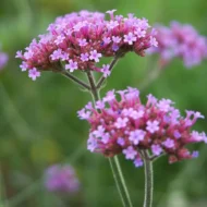 Argentinische Verbene Samen