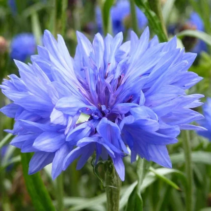 Kornblume Blauer Junge Samen