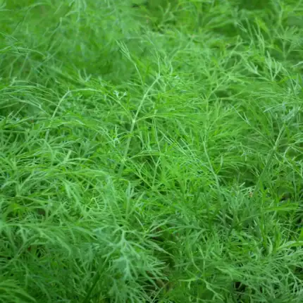Dill Samen