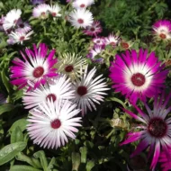 Mittagsblume bunte Mischung Samen