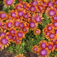 Mittagsblume bunte Mischung Samen