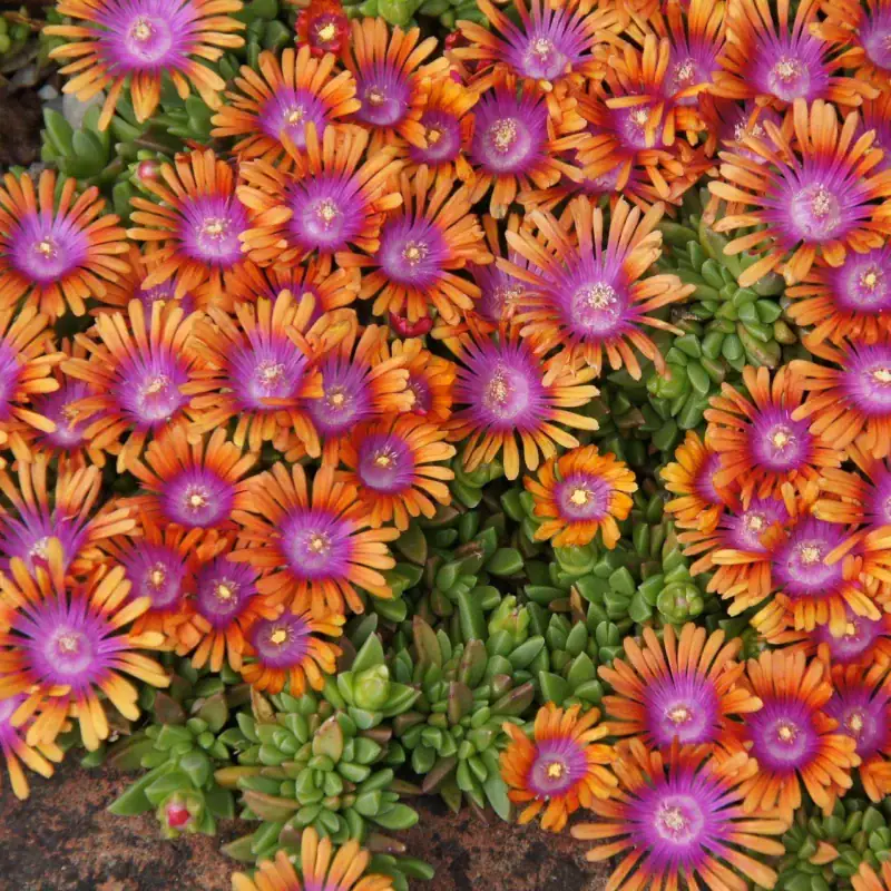 Mittagsblume bunte Mischung Samen