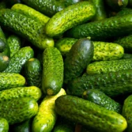 Einlegegurke Vorgebirgstrauben Samen