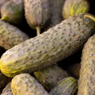 Einlegegurke Vorgebirgstrauben Samen