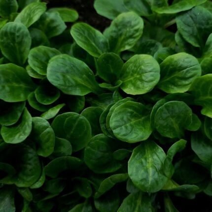 Feldsalat Vit Samen