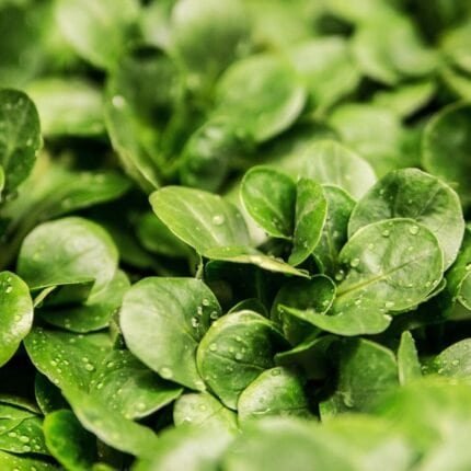 Feldsalat Verte de Cambrai Samen