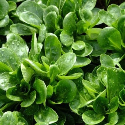 Holländischer Feldsalat Samen