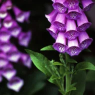 Fingerhut bunte Mischung Samen