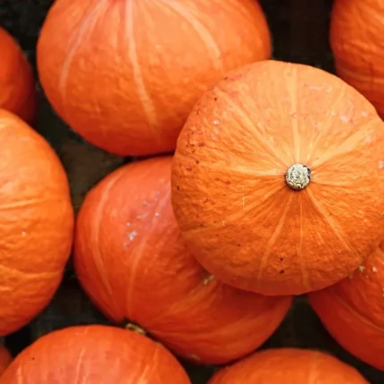 Hokkaido-Kürbis Uchiki Kuri Samen
