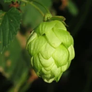 Echter Hopfen Samen