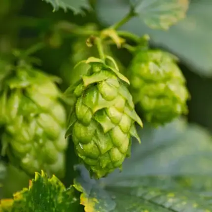 Echter Hopfen Samen