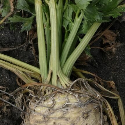 Große Knolle von Knollensellerie Prager Riesen im Garten