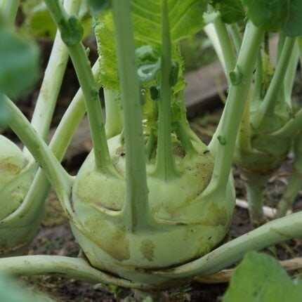 Frischer weißer Kohlrabi mit Blättern im Beet