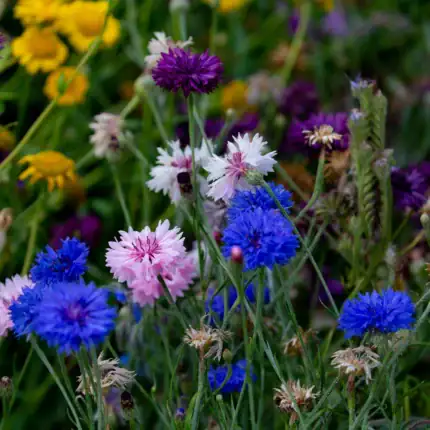 Hohe Kornblume bunte Mischung Samen