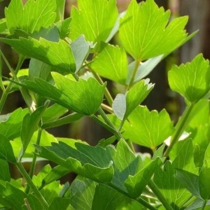 Frische Liebstöckel Pflanze Maggi Kraut im Garten