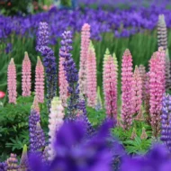 Garten-Lupine (Bunte Mischung) Samen