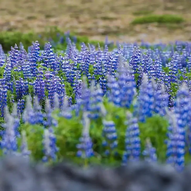 Garten-Lupine (Bunte Mischung) Samen