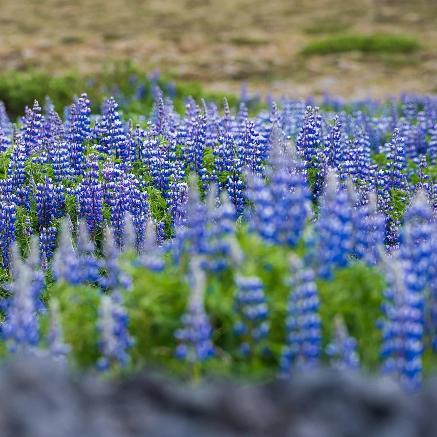 Garten-Lupine (Bunte Mischung) Samen