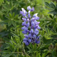 Garten-Lupine (Bunte Mischung) Samen