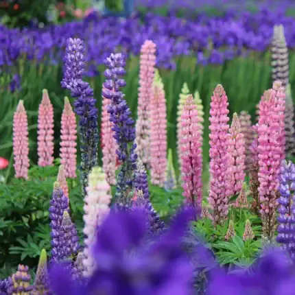 Garten-Lupine (Bunte Mischung) Samen