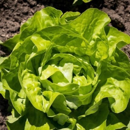 Winter-Kopfsalat Maiwunder Samen