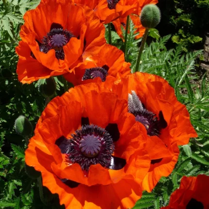 Marienkäfer-Mohn Samen