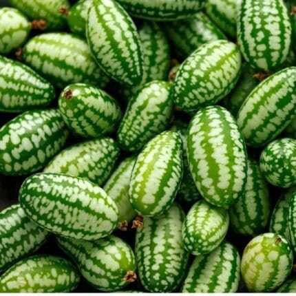 Kleine gestreifte Mexikanische Minigurken frisch geerntet