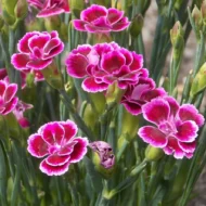 Bartnelke bunte Mischung SamenUnbenannter Ordner