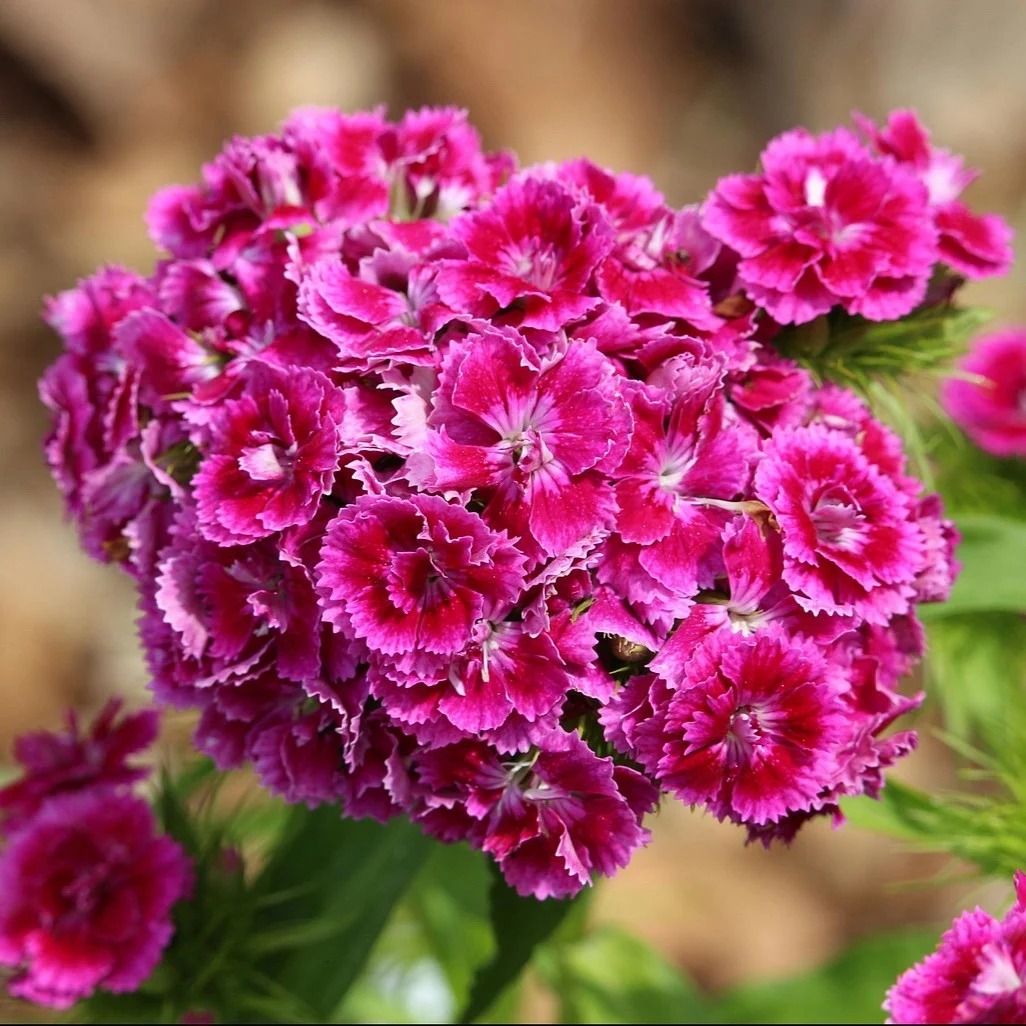 Bartnelke bunte Mischung SamenUnbenannter Ordner