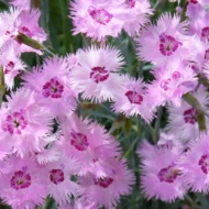 Bartnelke bunte Mischung SamenUnbenannter Ordner