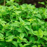 Griechischer Oregano Samen