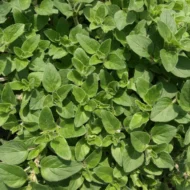Griechischer Oregano Samen