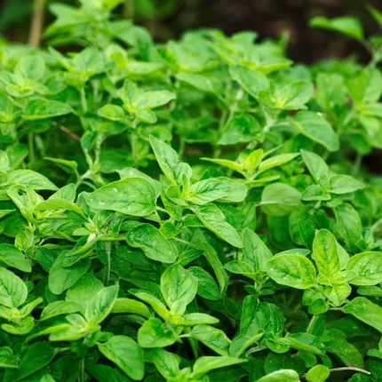 Griechischer Oregano Samen