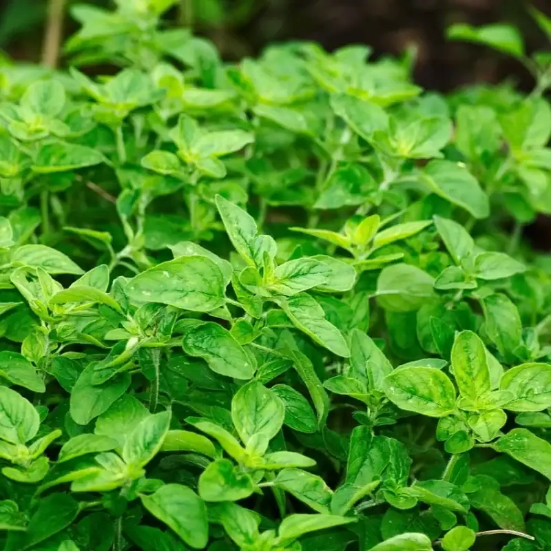 Griechischer Oregano Samen