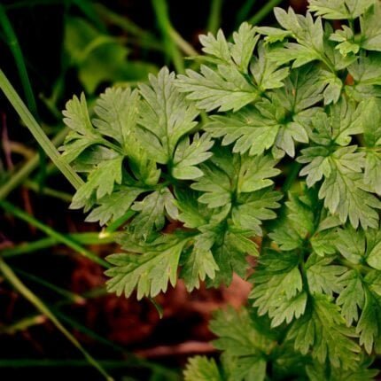Frische glatte italienische Petersilie im Garten