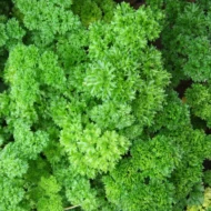 Petersilie Mooskrause Samen