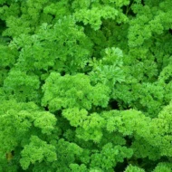 Petersilie Mooskrause Samen