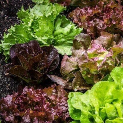 Pflücksalat Amerikanischer Brauner Samen
