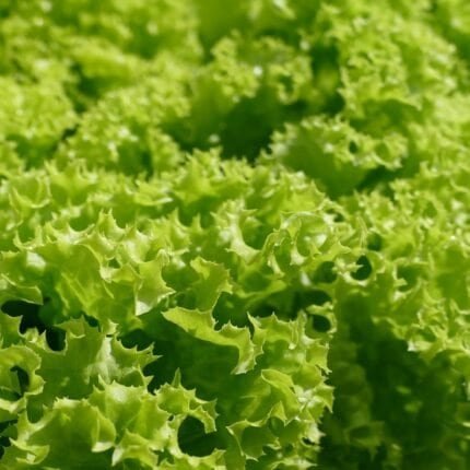 Pflücksalat Australische Gele Samen