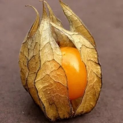 Physalis Samen Verpackung ECOGROWSEEDS oder Physalis Pflanze mit Früchten