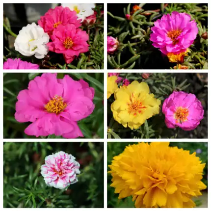 Portulakröschen bunter Mix Samen