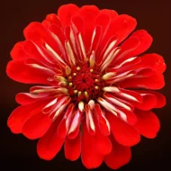 Riesen-Zinnien Prachtmischung Samen