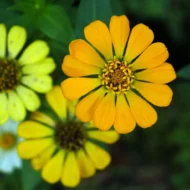 Riesen-Zinnien Prachtmischung Samen