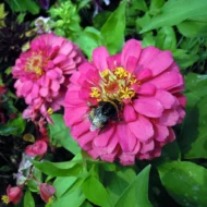 Riesen-Zinnien Prachtmischung Samen