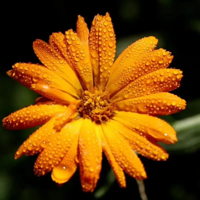 Ringelblume Samen