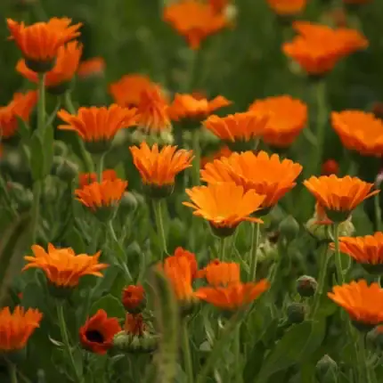 Ringelblume Samen