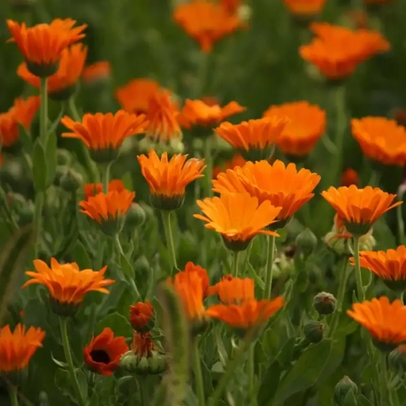 Ringelblume Samen