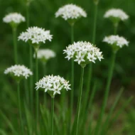 Schnittknoblauch Samen