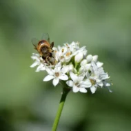 Schnittknoblauch Samen